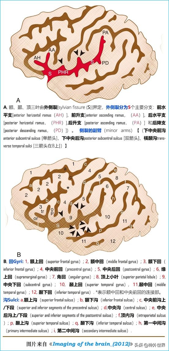 脑解剖学讲解视频全集,脑功能解剖学习