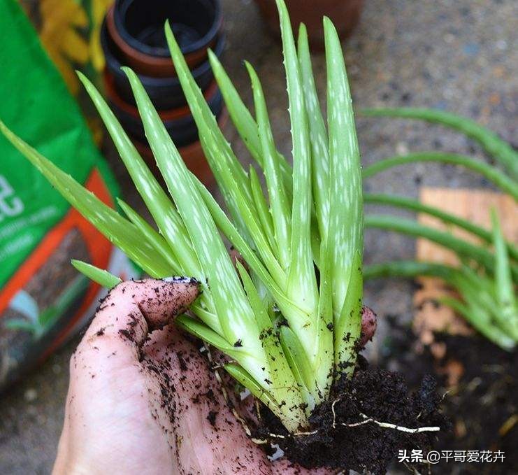 芦荟叶片干瘪？都是这“6个方面”造成的，教你快速让叶片变水嫩