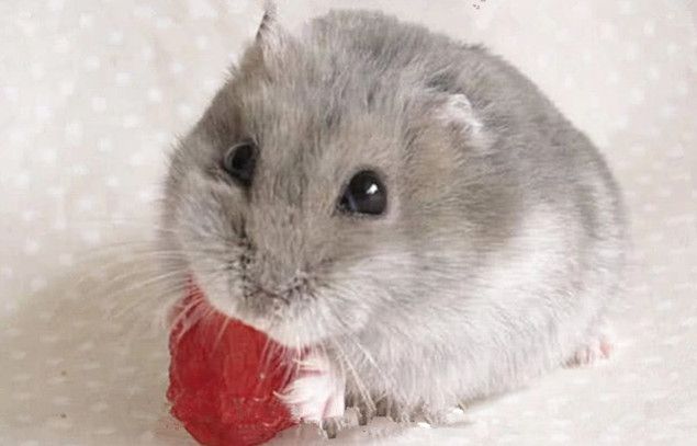 仓鼠进食受到打扰,仓鼠对人打哈欠为什么