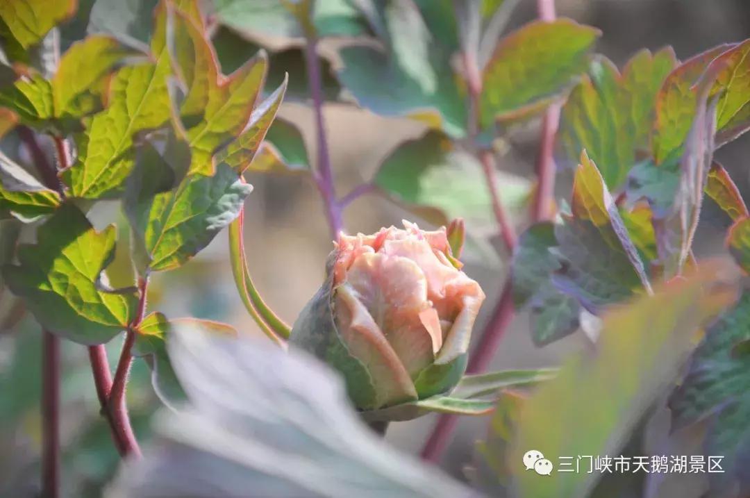 三门峡牡丹还开吗,三门峡牡丹园牡丹花开了吗