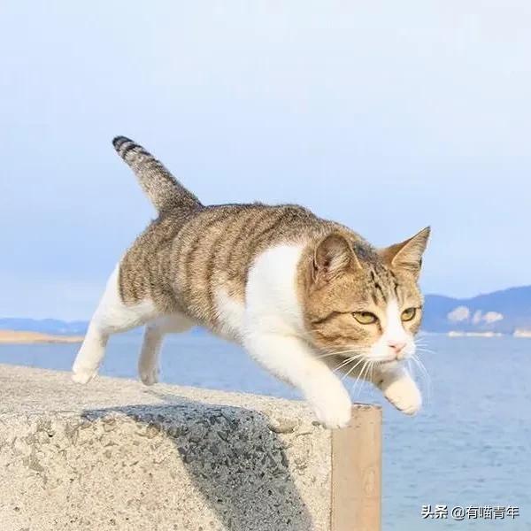 最可怕的5种猫,盘点很可怕的几种猫