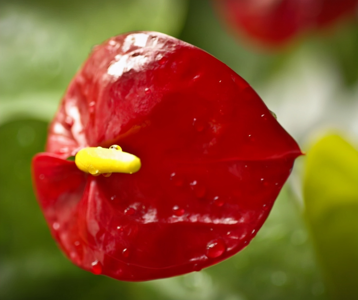 南山老人,南山老人家