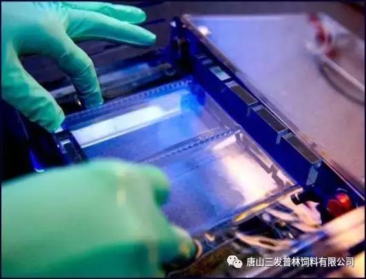 斑节虾是淡水养殖还是海水养殖,微正斑节虾养殖