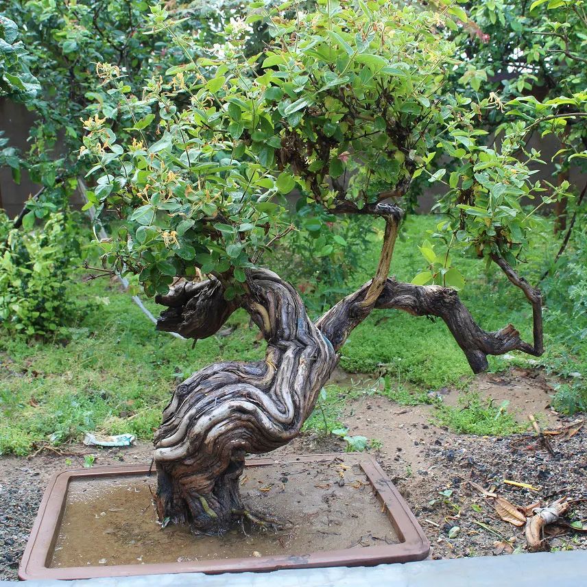 金银花盆景根怎么变粗,金银花盆景的造型与管理