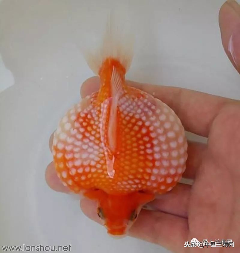 十大最稀有的金鱼品种,比较大的金鱼品种有哪些