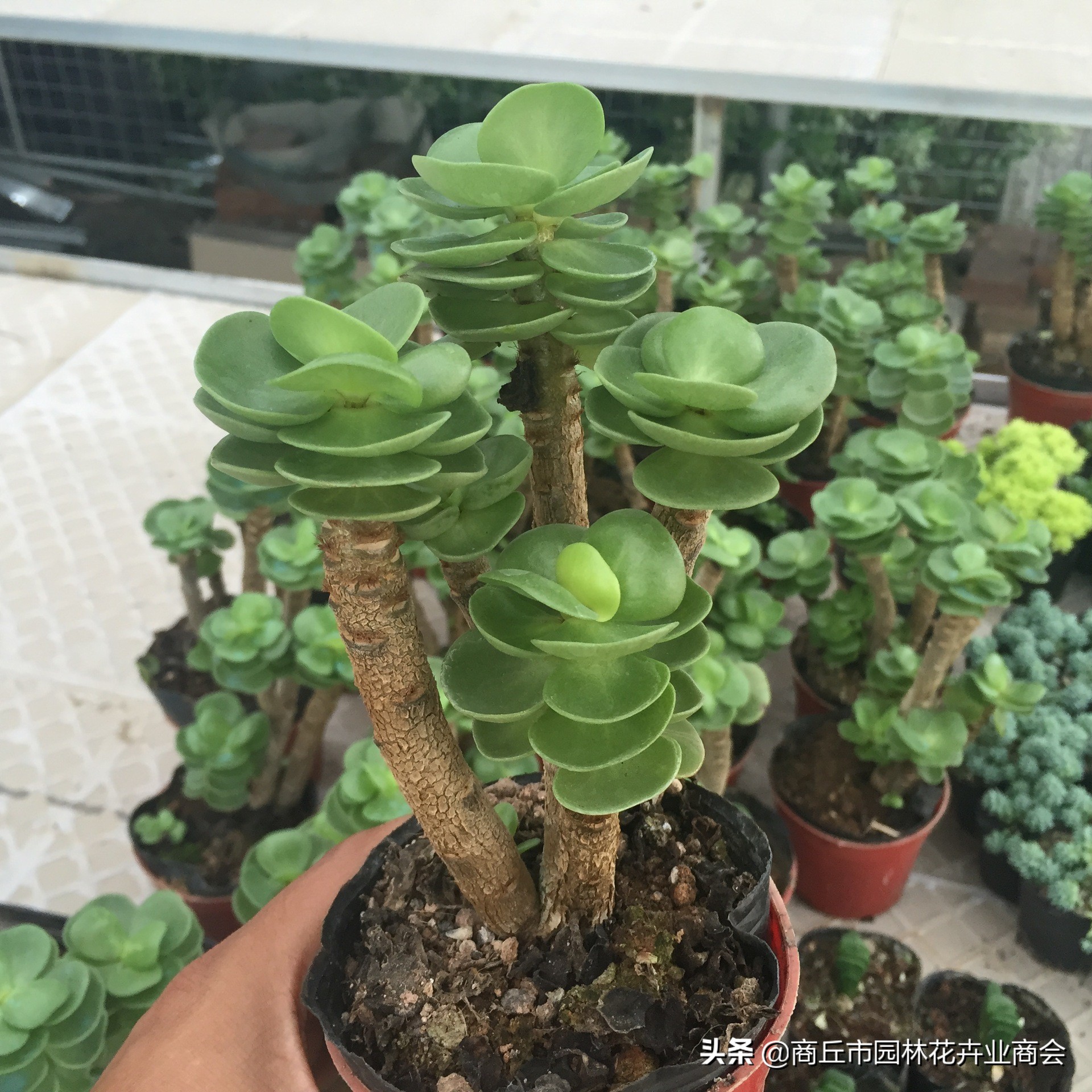 金钱木叶子发黄发软掉叶怎么回事,多肉金钱木叶子发黄发软枝干变细