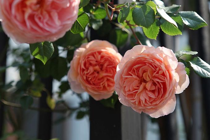 北方院子里种什么藤本月季,藤本月季院子