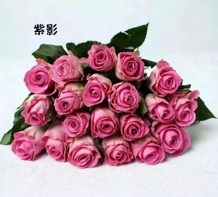 100种玫瑰图片大全,100种玫瑰鲜花你认识吗