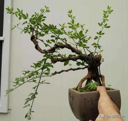 迎春花花期过后怎么养,迎春花用什么花盆栽长的快