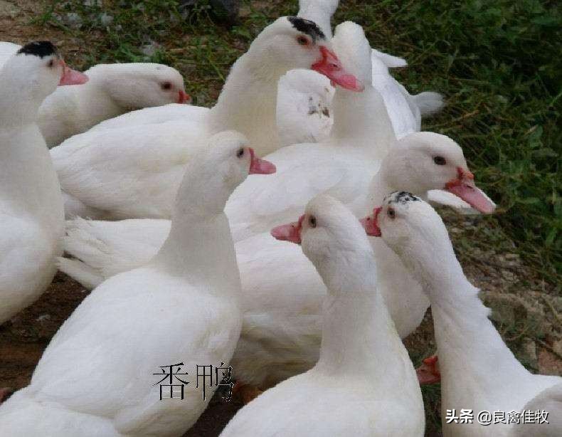 鸭预防程序,鸭的预防程序