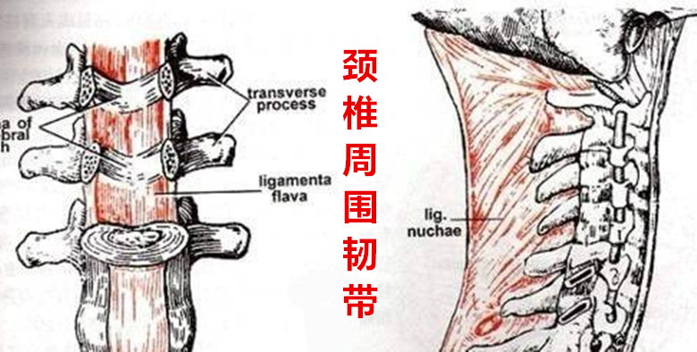 神经根型颈椎病重要特征,颈椎病各类型占比