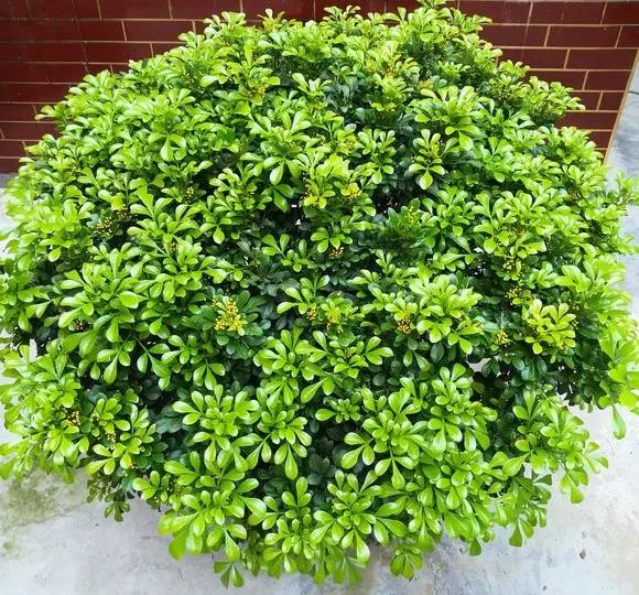 适合阳台养的四季开花有花香的花,花期长耐热耐寒又好养的花卉