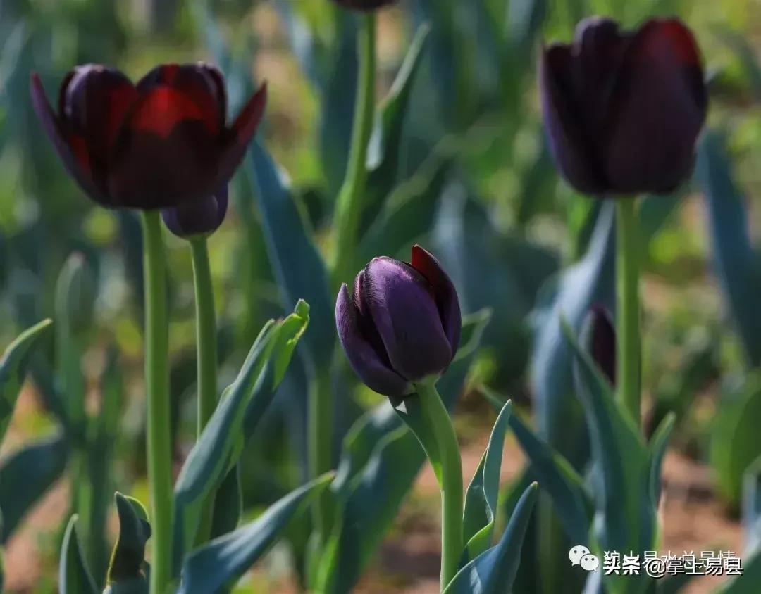 狼牙山下花如海李白诗赞郁金香