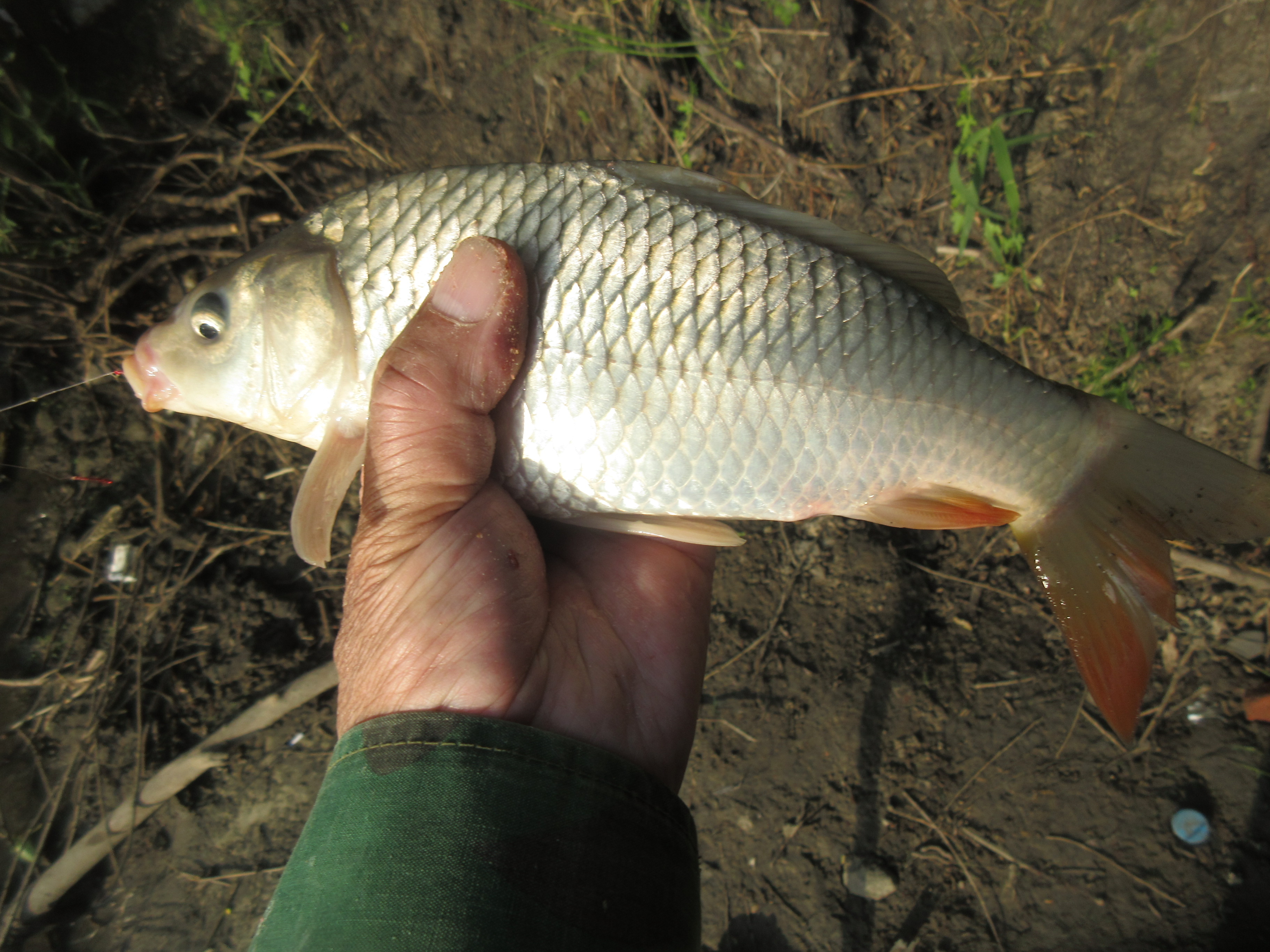 我钓鱼时常遇到的那位高手老黄，钓法出其不意，鱼获总是很多……