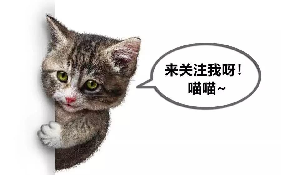 驱猫的药水,长效驱猫有什么办法