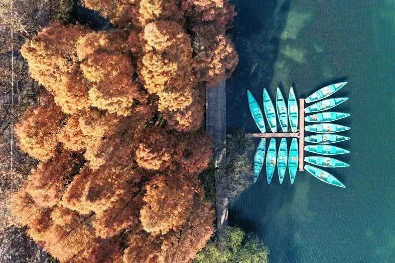 漫天香氛醉人~杭州的秋天从不让人失望!13个地方,秒出大片