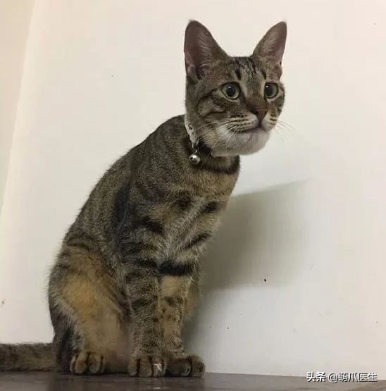 猫咪被蜜蜂蜇了怎么办,猫被蜜蜂蜇了的照片