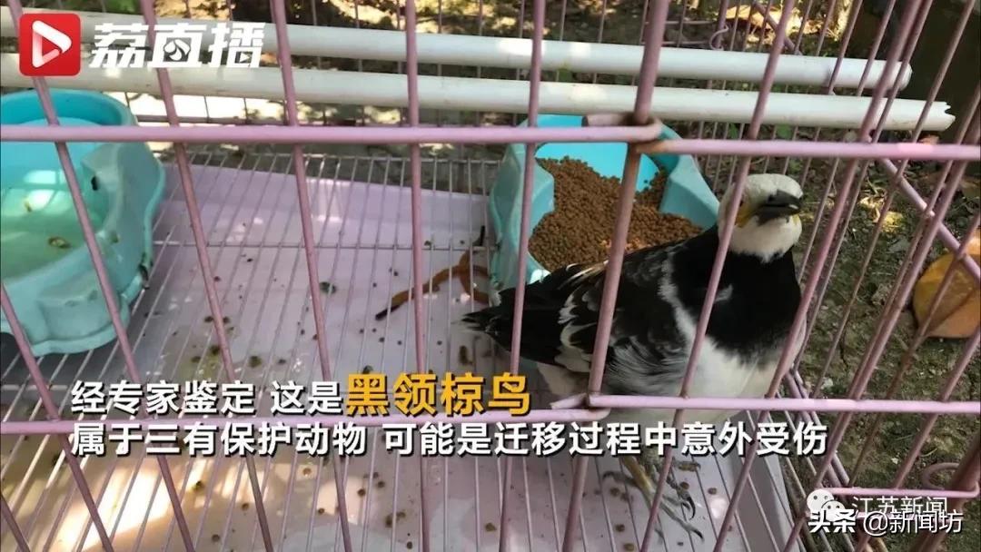 这只鸟成精了竟然会说人话,这鸟成精了原版视频