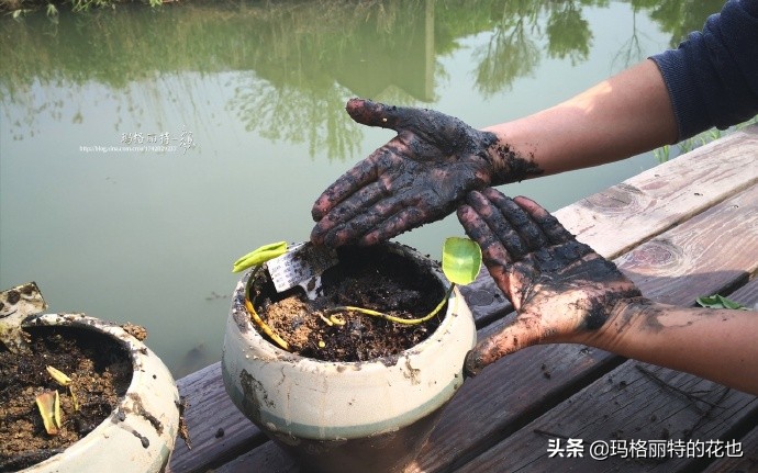 种碗莲要注意的几点,碗莲需要重复种植吗