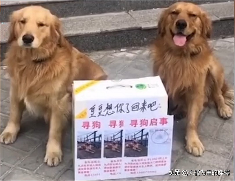 走丢的金毛在马路上找主人,金毛丢了再贴寻狗启事