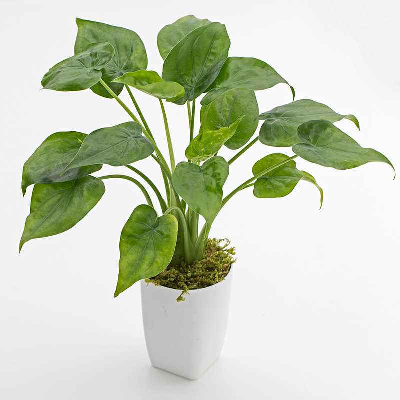 猫咪家庭不能养的植物,猫咪绝对不能碰的5种植物