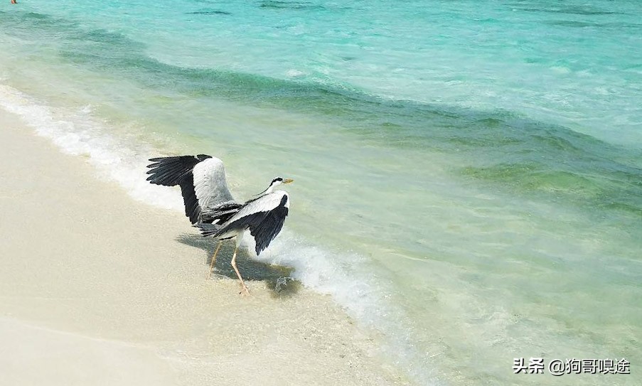 哪些地方有碧海蓝天,马尔代夫椰林树影水清沙白