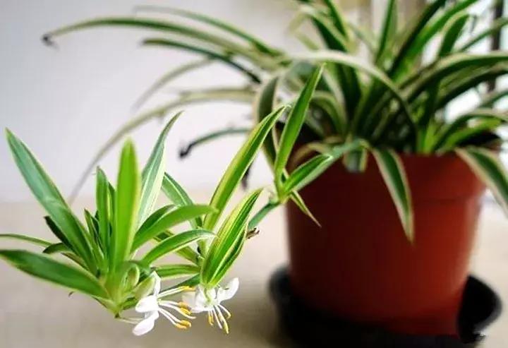 绿萝十大净化空气植物,好养适合新手净化空气的植物