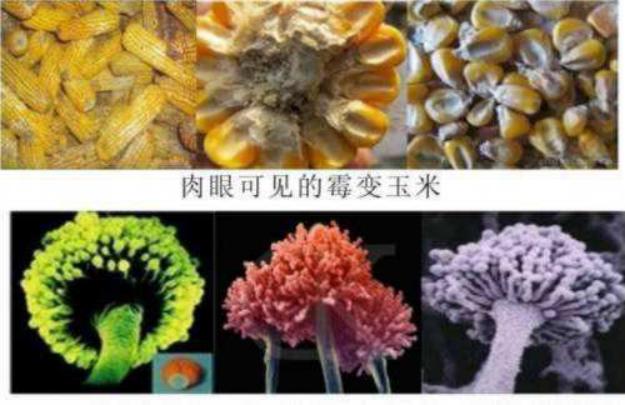 母猪霉菌毒素超标对小猪有影响吗,霉菌毒素对猪危害的图片