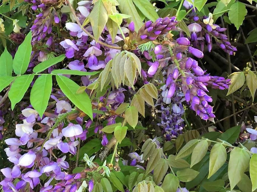 紫藤中最有名的品种叫什么名字,非常好种不需要太阳的紫藤品种