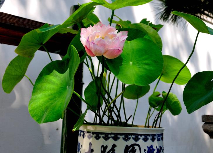 荷花盆栽土怎么准备才能养活呢,令箭荷花换盆用什么土最好