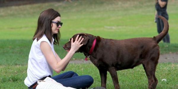 狗狗这几个部位不能打,狗狗上瘾的东西