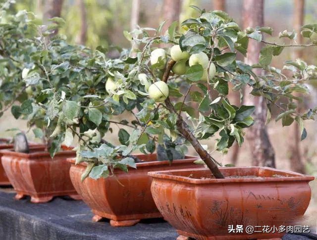 365种·常见花卉图谱，观果和多肉植物收藏篇