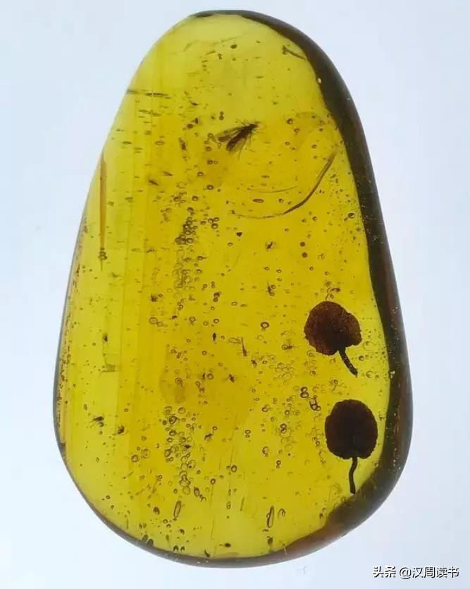 不是宝石胜似宝石,琥珀珍贵的宝石