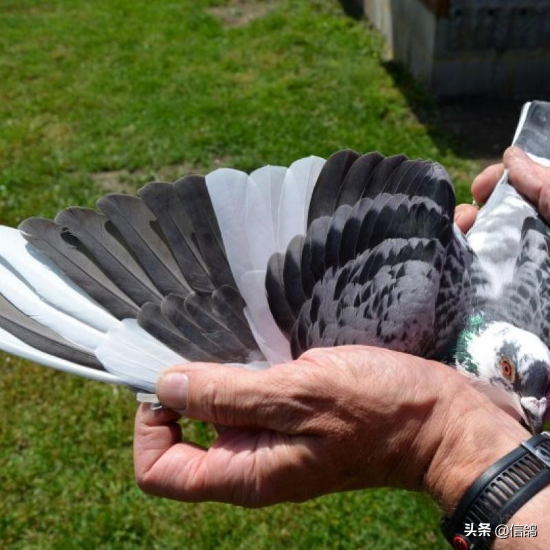 幼鸽的饲养方法与调理,幼鸽饲养管理五大要点