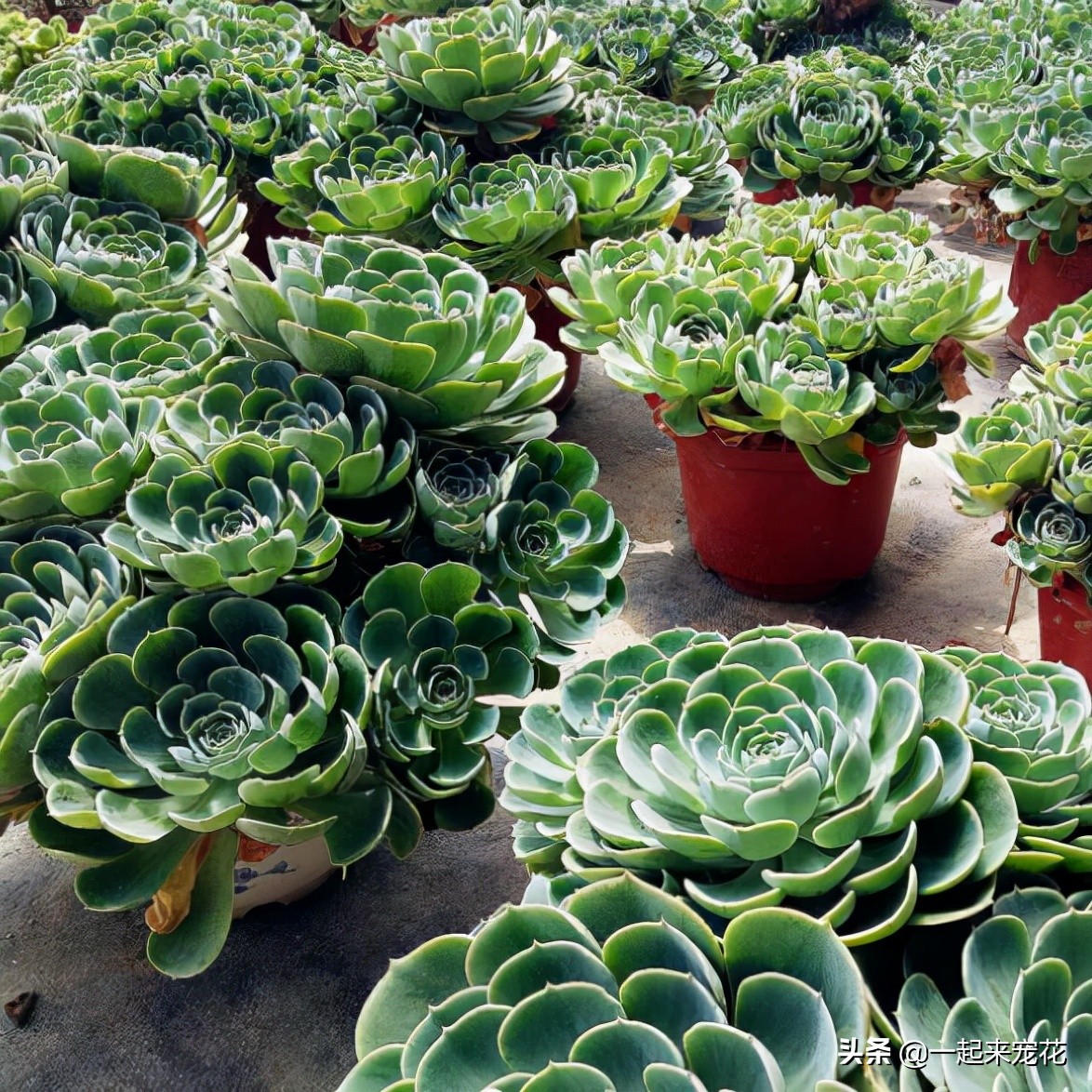 多肉玉蝶可以长多大,多肉玉蝶怕晒吗