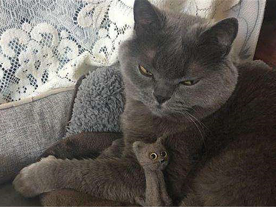 猫毛会引起过敏？唾液、皮屑才是根源，铲屎官需做好三点预防措施