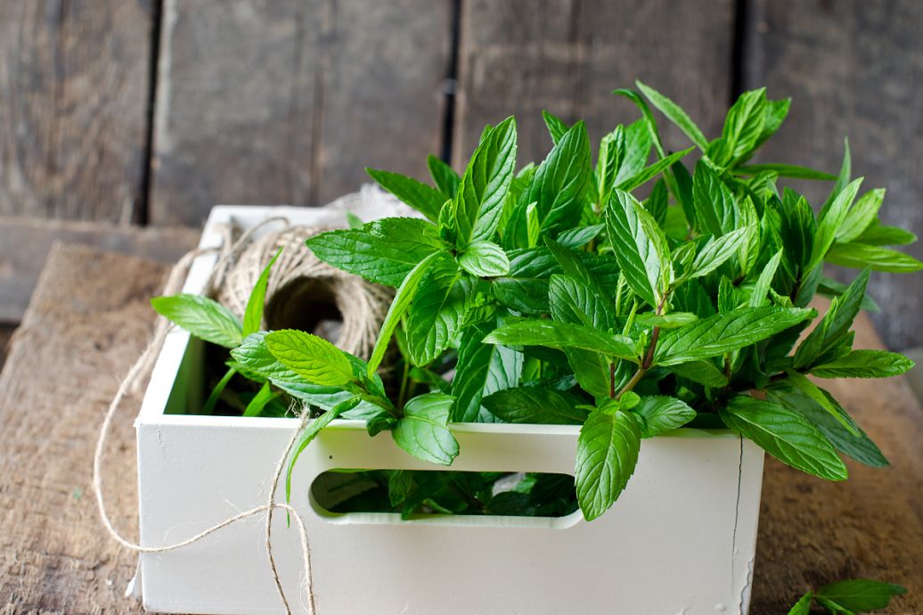 孕期卧室放什么植物好,孕妇长期在密闭房间对胎儿有影响