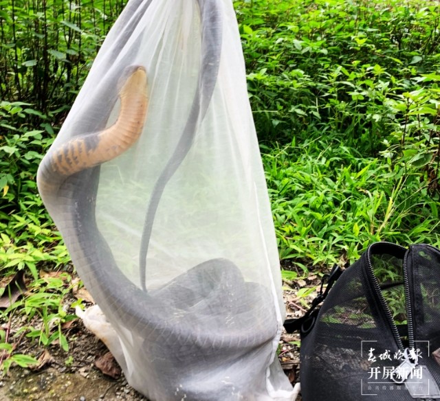 三米长的眼镜王蛇闯入家里,3米眼镜王蛇闯进民宅