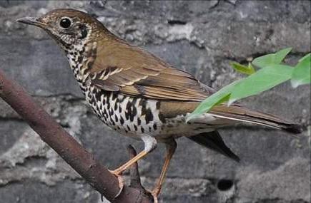 东江揽胜,惠州淡水常见鸟类图谱