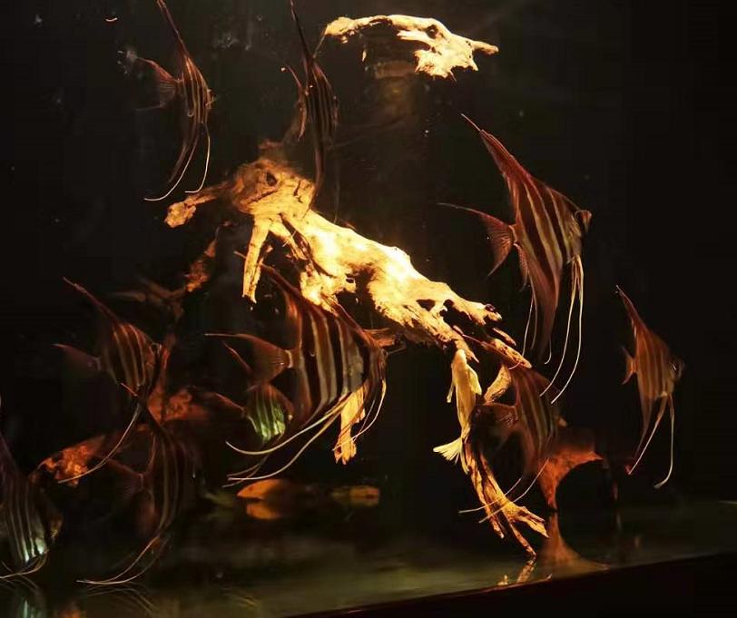 观赏鱼被欺负怎么办,观赏鱼生病怎么处理