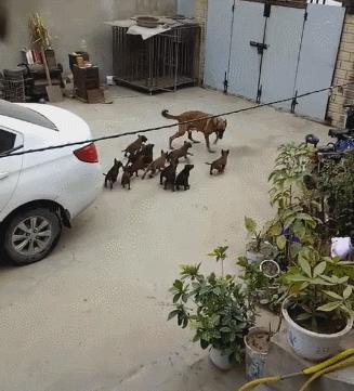 母狗一窝生太多奶水不够怎么办,母狗巨贵多大可以生第一胎