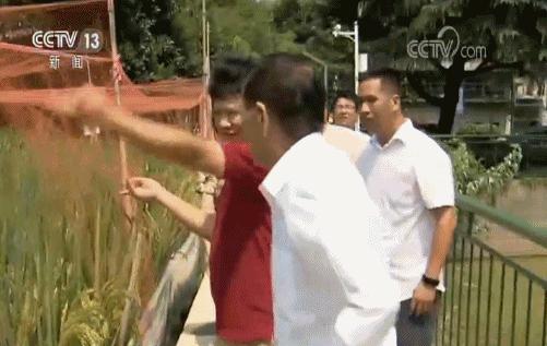 痛别！袁隆平院士逝世，原来他与龙岗有这么多故事……