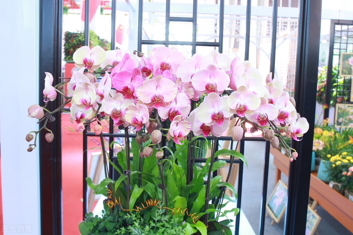 新手养蝴蝶兰的方法,新手养蝴蝶兰的正确方法