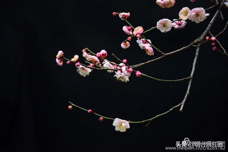 南京梅花山梅花开了吗,来南京梅花山赏梅花