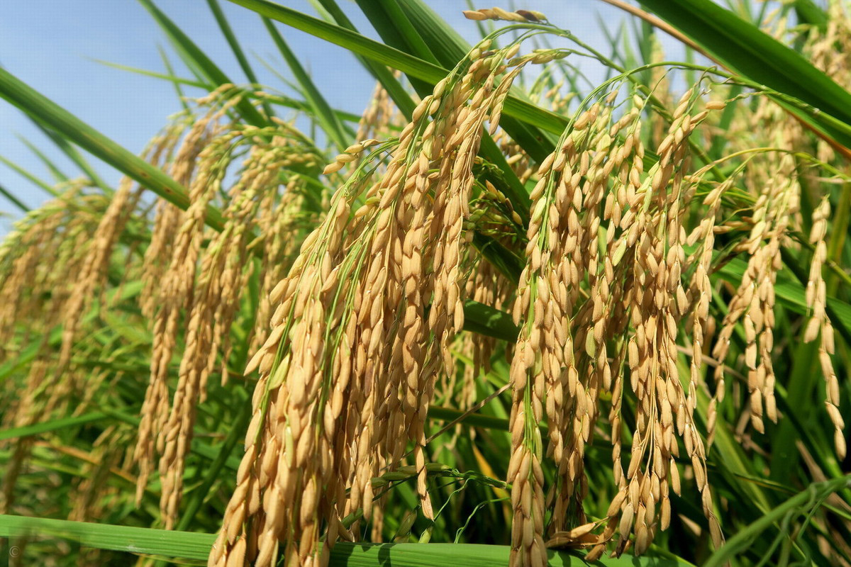 吉林出大米的县,吉林省比较有名的大米