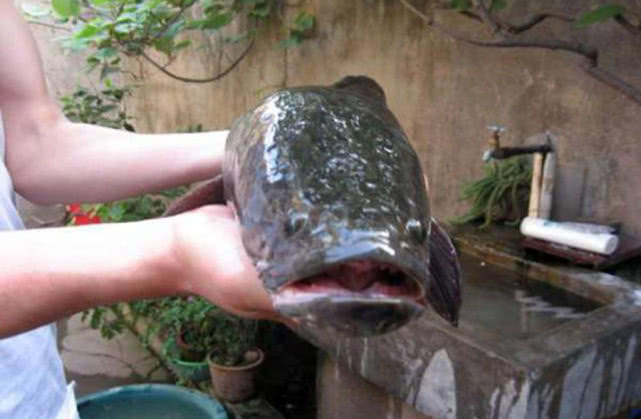 钓黑鱼妙招,钓黑鱼最好的办法视频