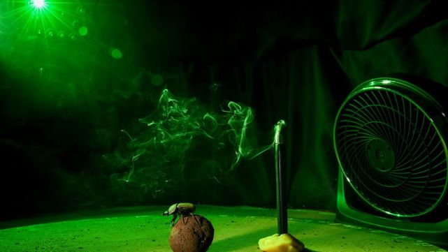 屎壳郎是如何滚屎球的,屎壳郎滚粪球正确方法