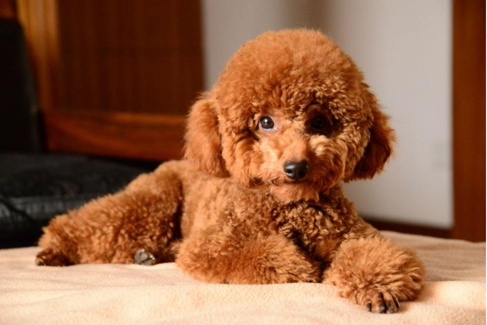 狗狗排行榜适合家养,狗狗最省心最好养的8种狗