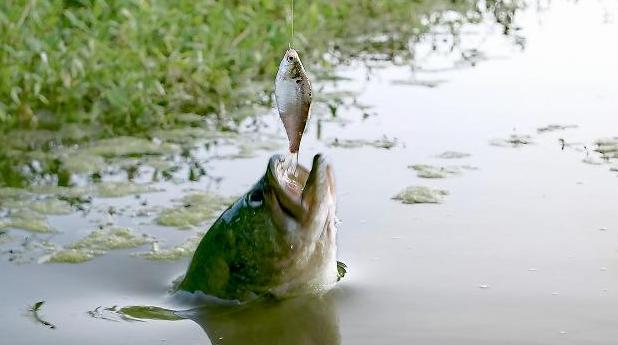 野钓口轻的原因和解决方法,野钓总是被小白条截口