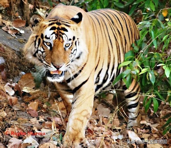 巴梅拉雄虎,传奇虎王战斗视频